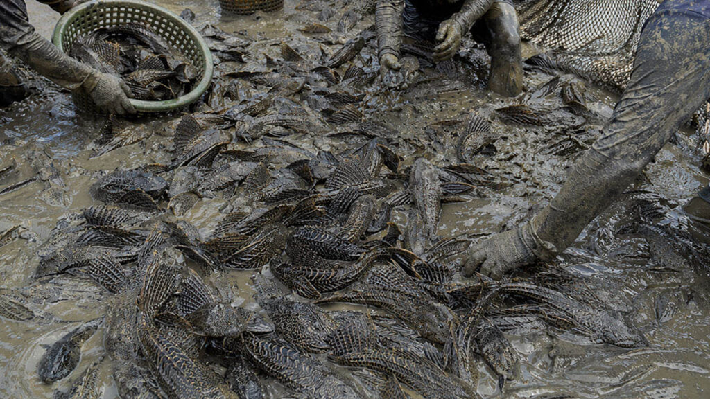 Penangkapan ikan sapu-sapu yang memenuhi sungai di jakarta dalam jumlah besar