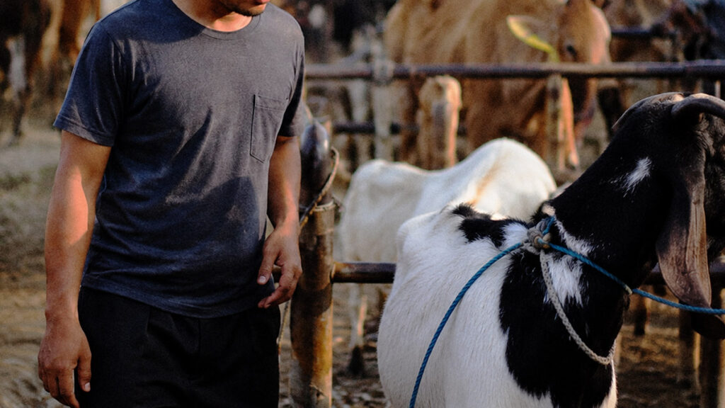 pria memilih hewan qurban di pasar menjelang idul adha
