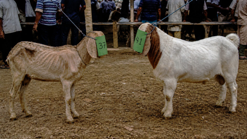 Perbandingan kambing qurban sehat dan tidak sehat di pasar hewan menjelang Idul Adha