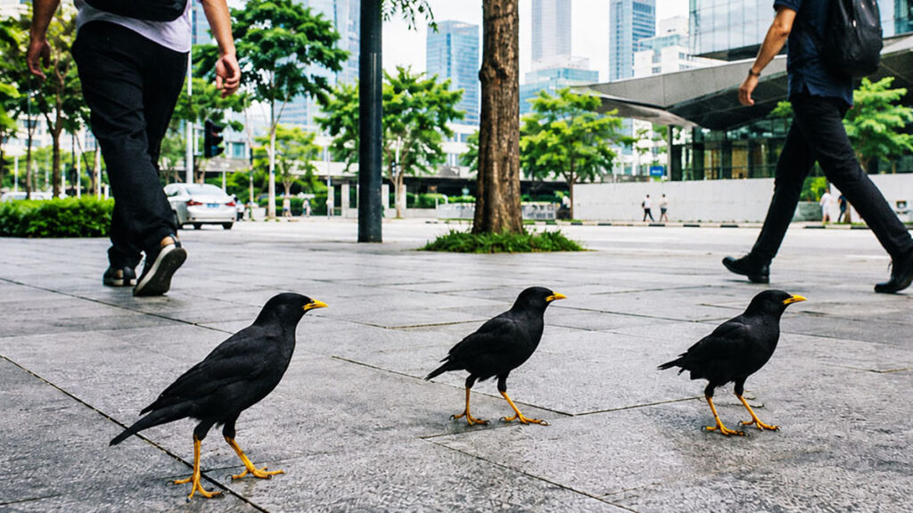 Burung Javan Myna berparuh kuning berjalan di trotoar kawasan perkotaan Singapura di antara pejalan kaki.